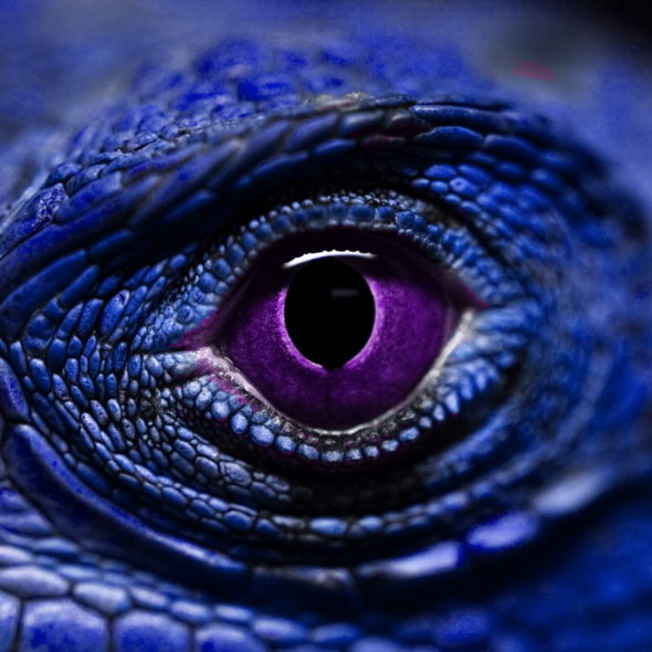 LOUNGE LIZARD PURPLE