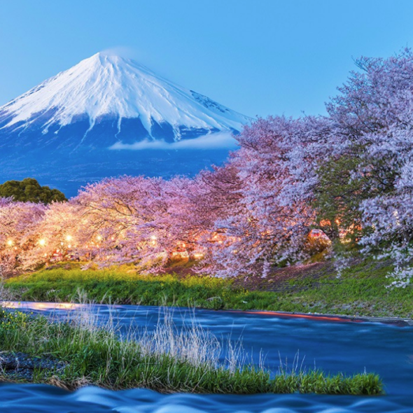 MOUNT FUKI WITH CHERRY BLOSSOMS